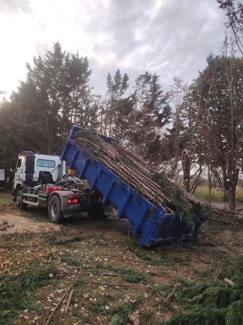 En savoir plus sur : Abattage d’une haie de sapinettes jamais taillée