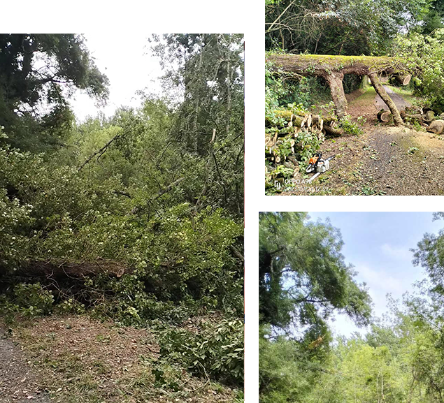 En savoir plus sur : Abattage d’un chêne mort