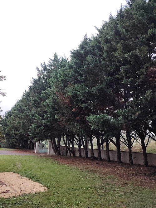 En savoir plus sur : Abattage d’une haie de sapinettes jamais taillée