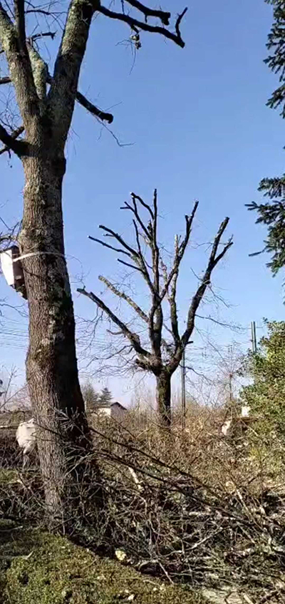 En savoir plus sur : Elagage d’un chêne