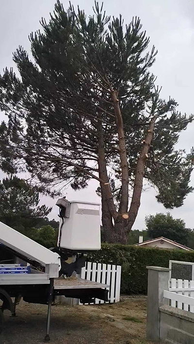 En savoir plus sur : Abattage d’un pin gênant le voisinage